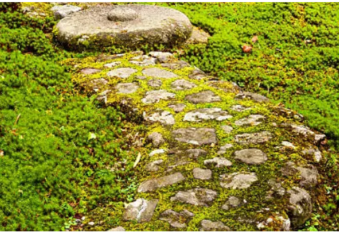 Embrace Wabi-Sabi: Cultivating a Beautifully Imperfect Garden