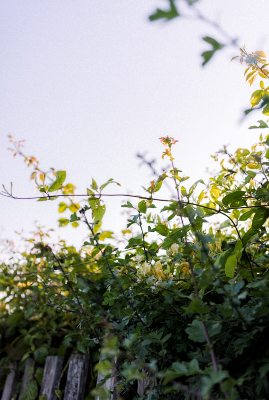 Living Fences & Lived-In Gardens: Embrace the Natural, Vintage Aesthetic