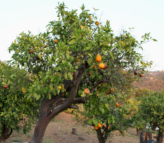 Fruit Cocktail Trees: The Space-Saving Garden Trend Everyone’s Talking About