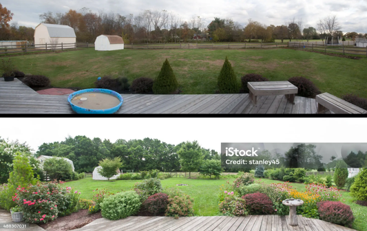 Clover Lawns vs. Traditional Grass: Why More Americans Are Making the Switch