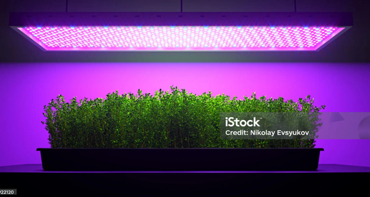 Indoor Herb Walls: The 2025 Trend Bringing Fresh Flavor Into Every Home