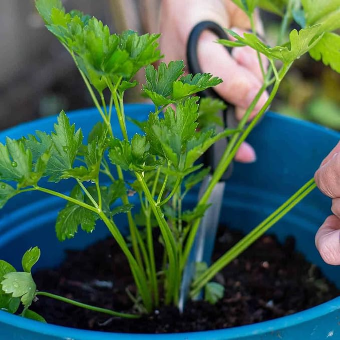 Parsley Plant Potting Soil - Enhance Flavor and Health with Professional Grade Nutrient-Rich Mix - 3 Quart