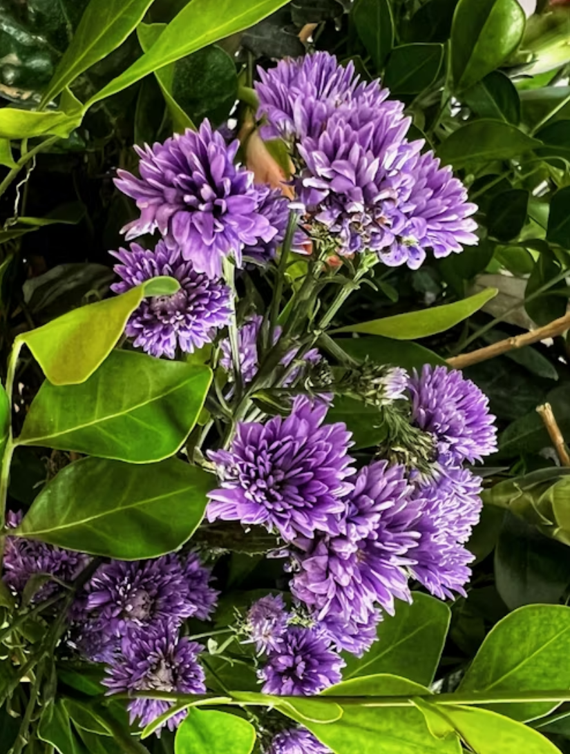 Clover Lawns, Living Fences & Rain-Wise Planting: Eco-Smart Trends for 2025