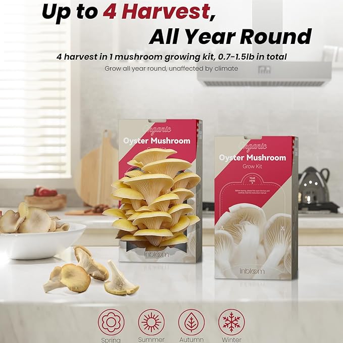 inbloom Large Organic Golden Oyster Mushroom Growing Kit (4 lbs), Double-Side Yellow Mushroom Grow Kit, MD USA Non-GMO Mushroom Kit, Harvest Mushrooms in 10 Days at Home, Indoor Gardening for Adults