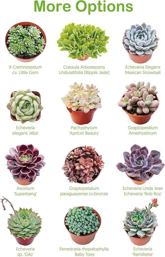 2" Live Succulent 'Baby Toes', Rare Succulent Plants Fully Rooted in Pots, Unique House Plant for DIY, Party Favor, Home Office Decoration